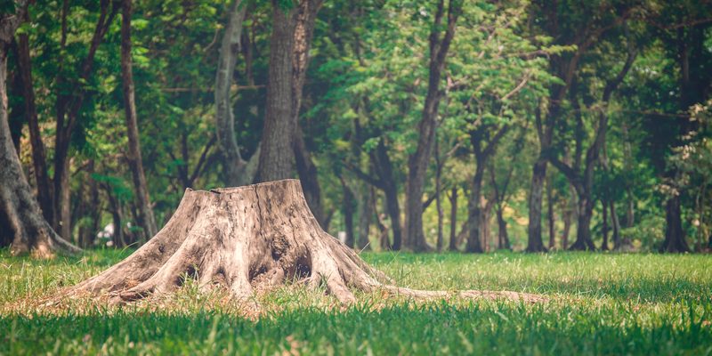 Tree removal in Belfast
